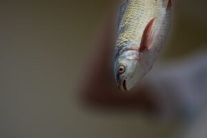 Irmãos pescam piraíba de 2 metros