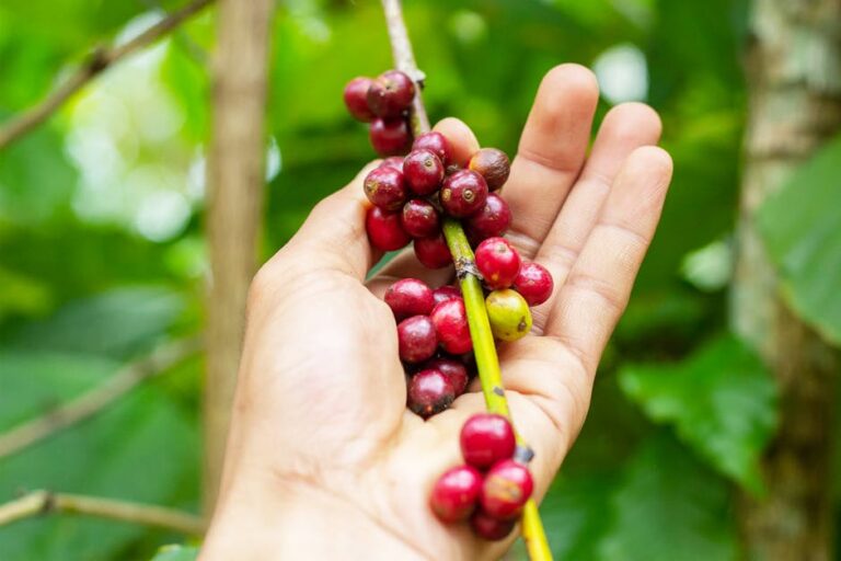 Dia Mundial do Café
