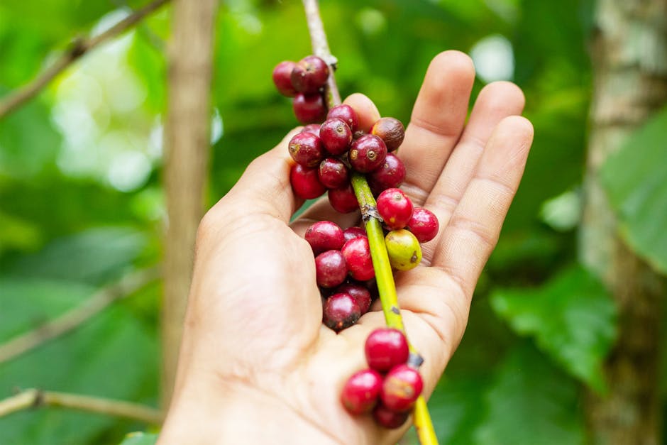 Dia Mundial do Café