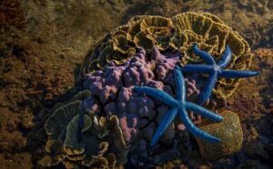 Proteção fauna marinha na Via Costeira