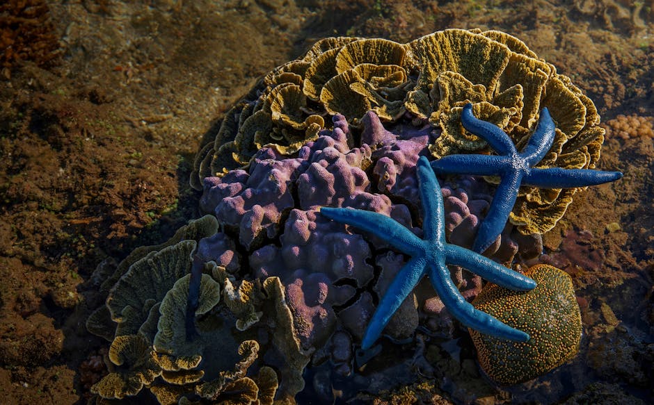 Proteção fauna marinha na Via Costeira