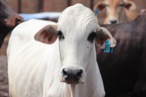 importações de carne bovina nos EUA