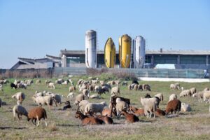 Indústria da carne brasileira sob investigação nos EUA