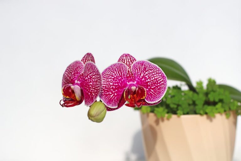 Orquídea-da-praia e suas adaptações a climas extremos