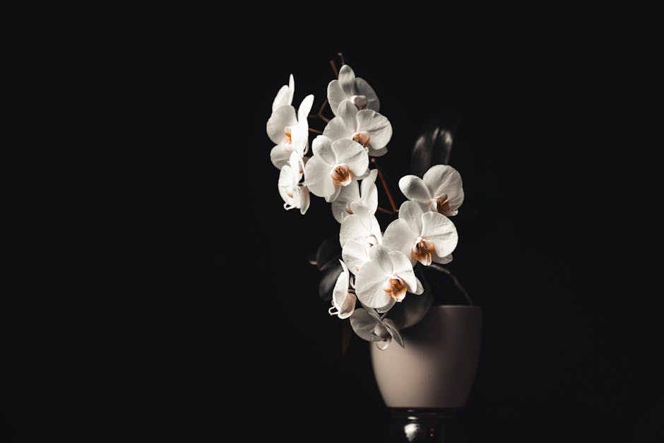 Curiosidades sobre orquídeas e cuidados para cultivo saudável