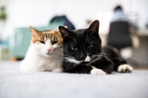 Gatos em apartamento vivendo em condições insalubres em SC.