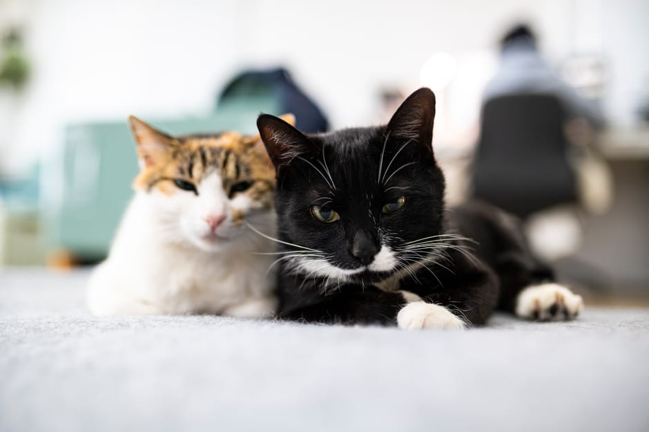 Gatos em apartamento vivendo em condições insalubres em SC.