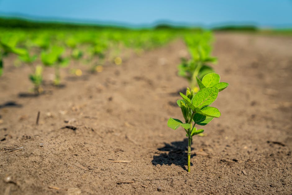 Escassez de fertilizantes e segurança alimentar
