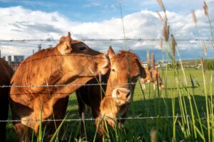 exportação carne bovina dos EUA