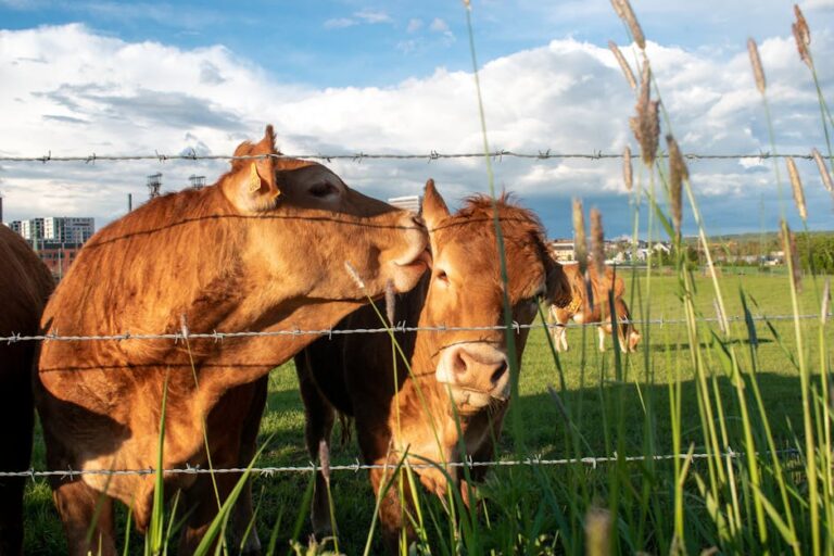 exportação carne bovina dos EUA