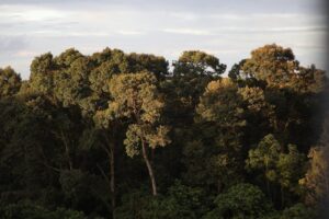 Floresta do Araripe com trilhas inclusivas e mirantes