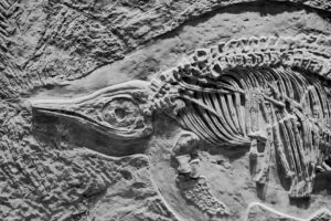 Dinossauros e humanos em quadro de 1562