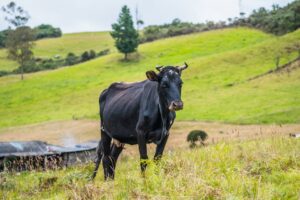 Carne bovina Brasil China: impactos e cota de exportação