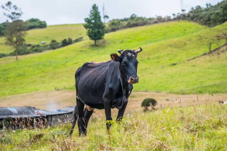 Carne bovina Brasil China: impactos e cota de exportação
