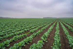 Sadia Halal: joint venture de Marfrig e BRF para o mercado halal