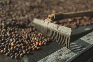 Expectativa de safra recorde de café no Brasil