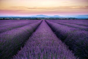 Plantação de lavanda em Minas Gerais atraindo turistas e gerando renda.