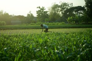 Café agroecológico produzido em sistema agroflorestal no Espírito Santo.
