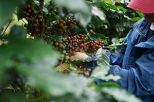Exportações de café arábica em queda no Brasil