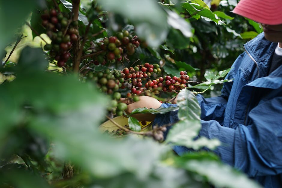 Exportações de café crescem globalmente, mas Brasil recua