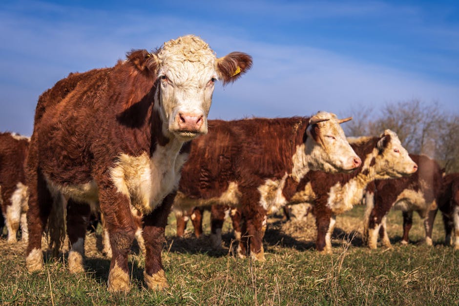 Exportação de carne bovina do Brasil e suas implicações no mercado.