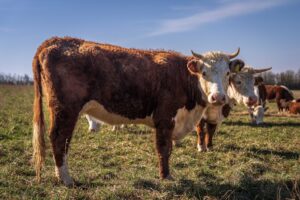 Renovação de licenças para exportação carne bovina dos EUA