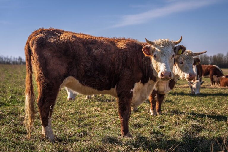 Renovação de licenças para exportação carne bovina dos EUA