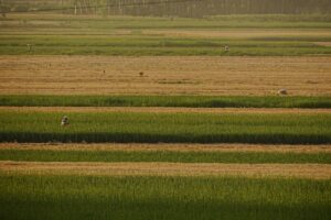 Compras agrícolas da China nos EUA no comércio global