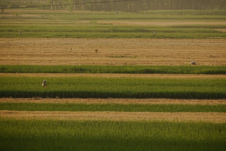 Compras agrícolas da China nos EUA no comércio global