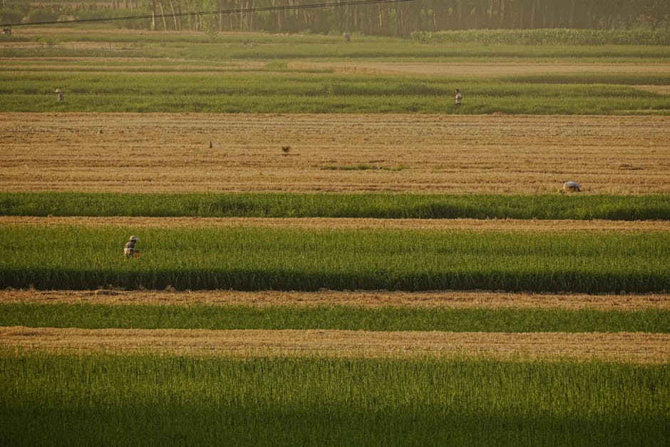 Compras agrícolas da China nos EUA no comércio global