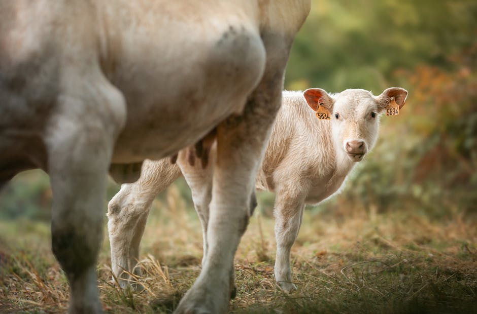 Carne bovina Brasil sendo exportada para a China