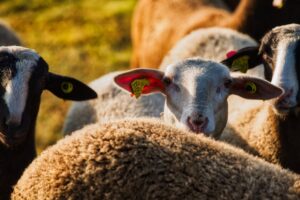 Veto à carne brasileira e suas implicações no agronegócio.