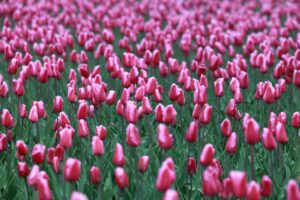 Tulipas na Holanda em um jardim florido