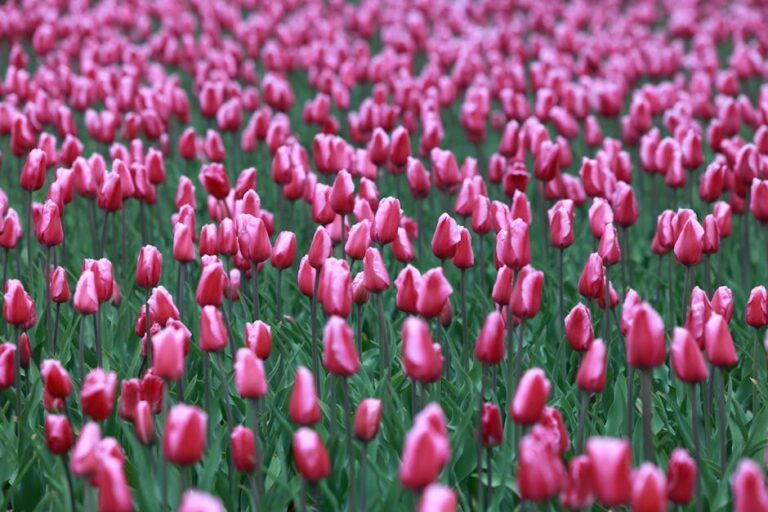 Tulipas na Holanda em um jardim florido