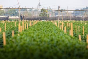 Acordo UE-Mercosul e suas implicações para o agronegócio.