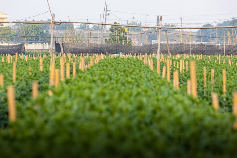 Acordo UE-Mercosul e suas implicações para o agronegócio.