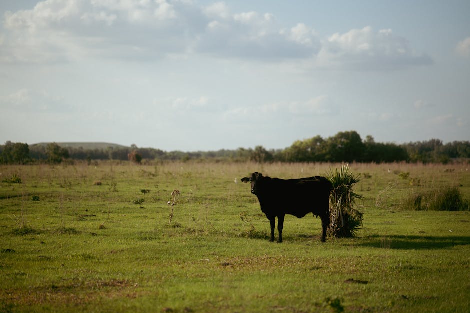 Veto à carne brasileira e impactos no agronegócio