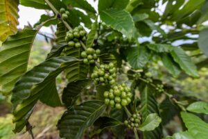 preços do café em queda e alta do descafeinado e especial