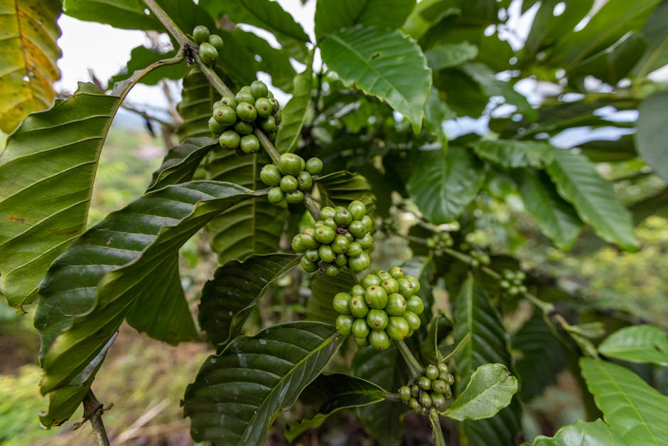 preços do café em queda e alta do descafeinado e especial