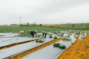 Países Baixos se destacam como exportador de alimentos