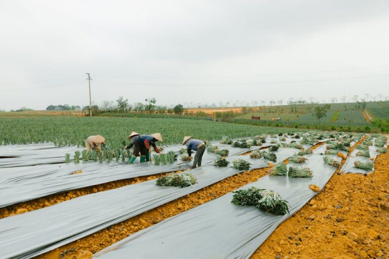 Países Baixos se destacam como exportador de alimentos