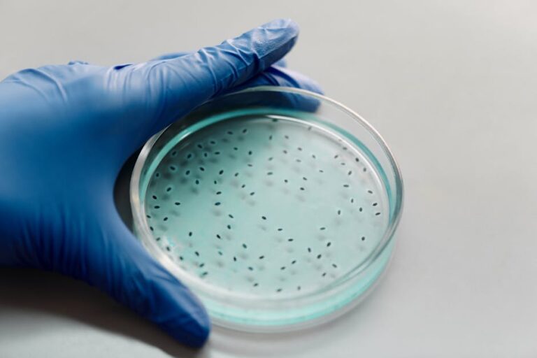 Mosquito antidengue com bactéria Wolbachia em laboratório.