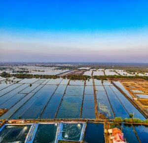 tilápia invasora e seus impactos no agronegócio