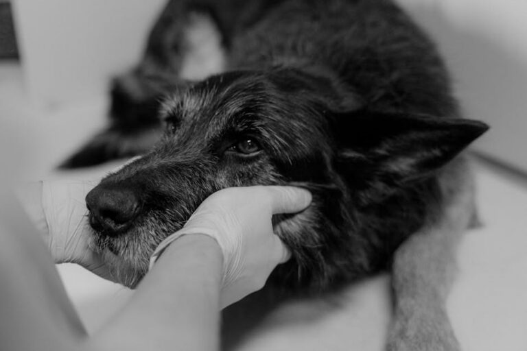 Cachorro em estado de maus-tratos em Bragança PA