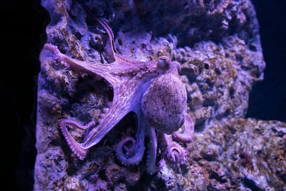 nova espécie de polvo descoberta nas Ilhas Galápagos