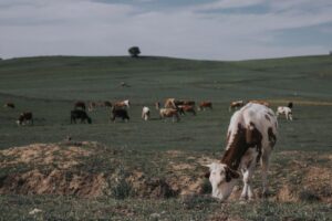 exportações de carne do Brasil em risco com veto da União Europeia