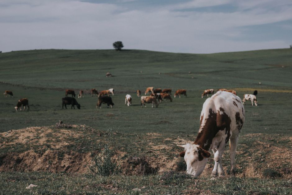 exportações de carne do Brasil em risco com veto da União Europeia