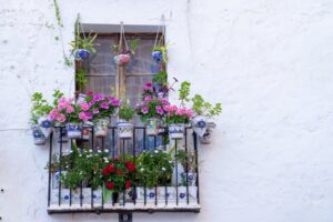 Flores batizadas com nomes de famosas em destaque