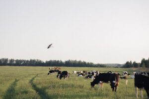 mosca-da-bicheira infectando gado nos Estados Unidos