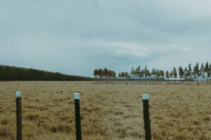 Brasil livre febre aftosa e suas implicações para o agronegócio